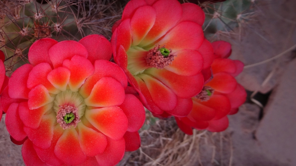 Claret Cup Cactus – Echinocereus Triglochidiatus