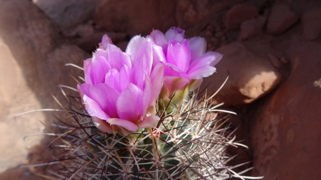 Fishhook Cactus - Mammillaria Grahamii