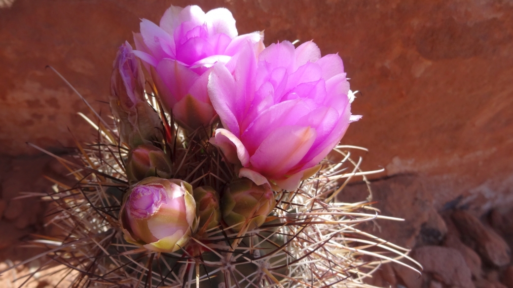 Fishhook Cactus - Mammillaria Grahamii