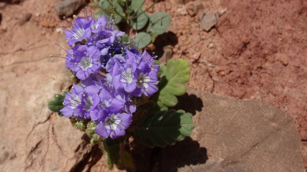 Scorpion Weed - Phacelia