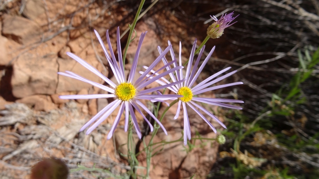 Hoary Aster – Machaeranthera Canescens