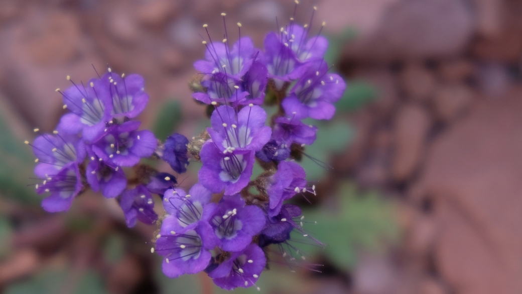 Scorpion Weed - Phacelia