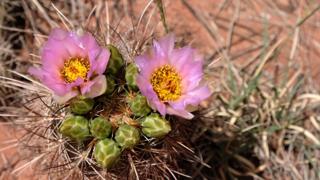 Fishhook Cactus - Mammillaria Grahamii