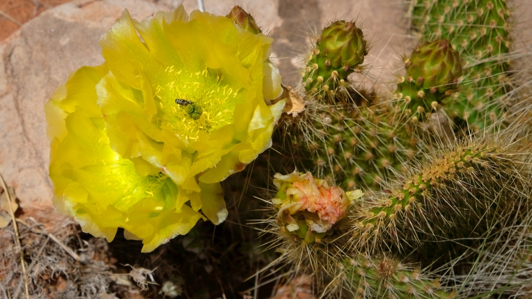 Plain Prickly Pear - Opuntia Polyacantha