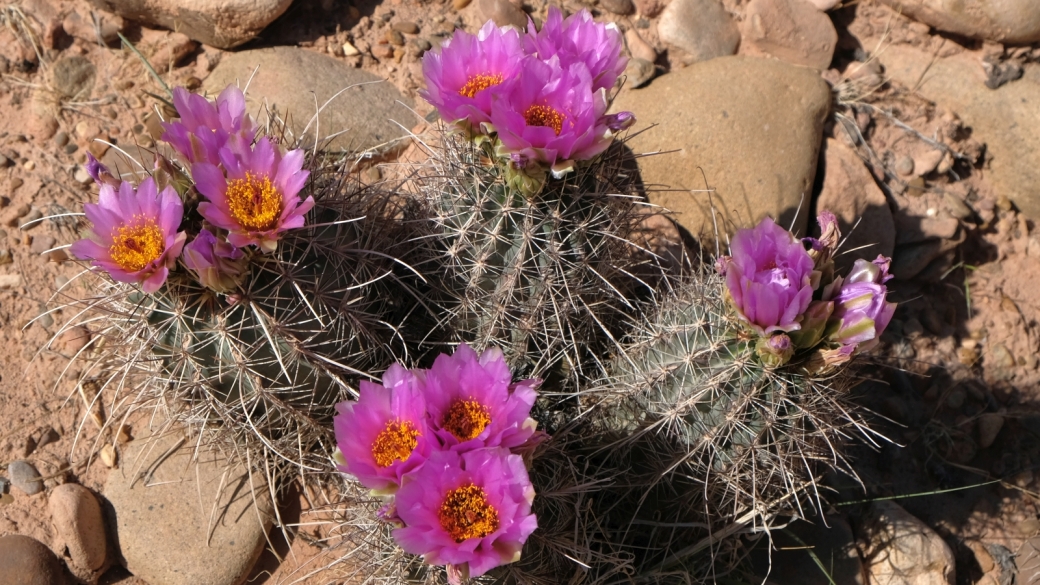 Fishhook Cactus - Mammillaria Grahamii