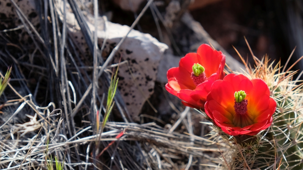 Claret Cup Cactus – Echinocereus Triglochidiatus
