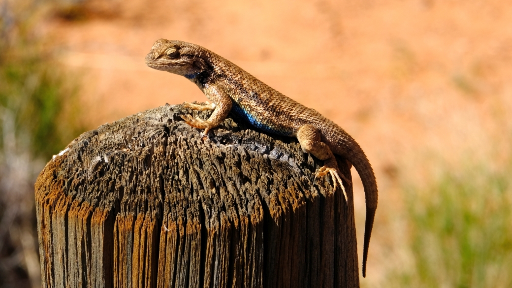 Blue-Belly Lizard - Sceloporus Undulatus