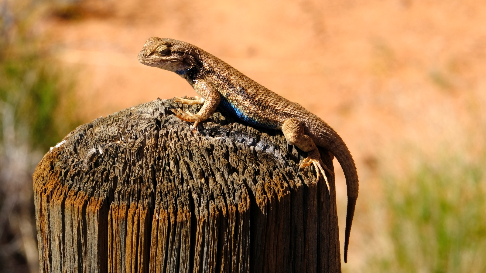 Blue-Belly Lizard – Sceloporus Undulatus