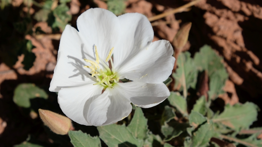 Morning Lily - Oenothera Caespitosa