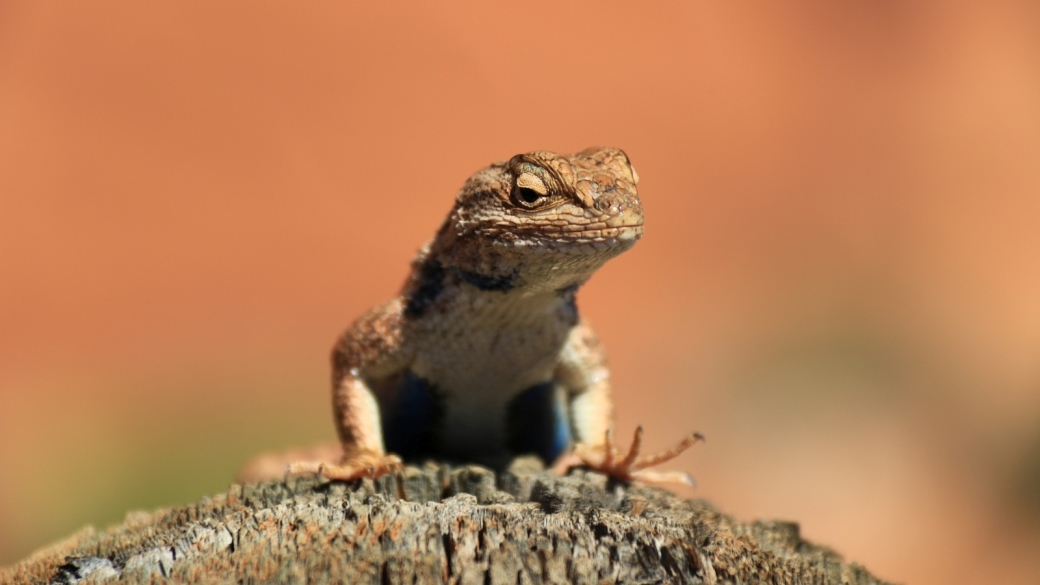 Blue-Belly Lizard - Sceloporus Undulatus