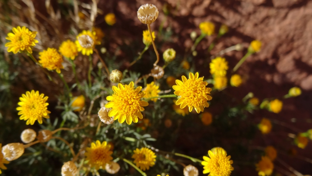 Stansbury's Rockdaisy - Perityle Stansburyana