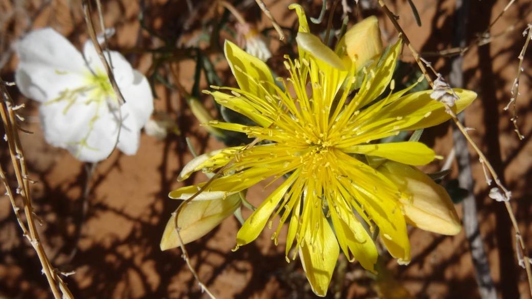 Western Hawksbeard - Psilochenia Occidentalis