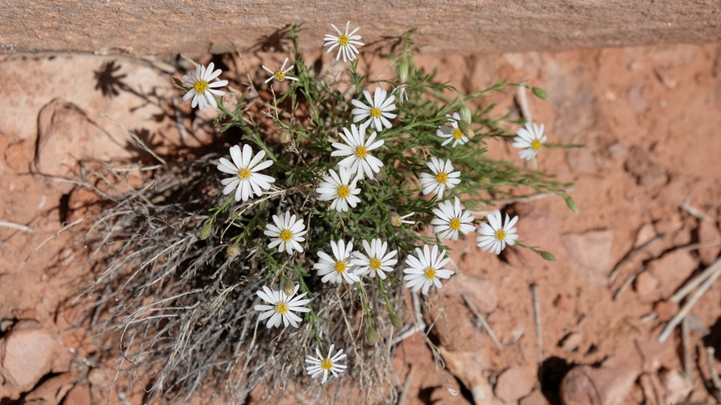 Roese Heath – Chaetopappa Ericoides