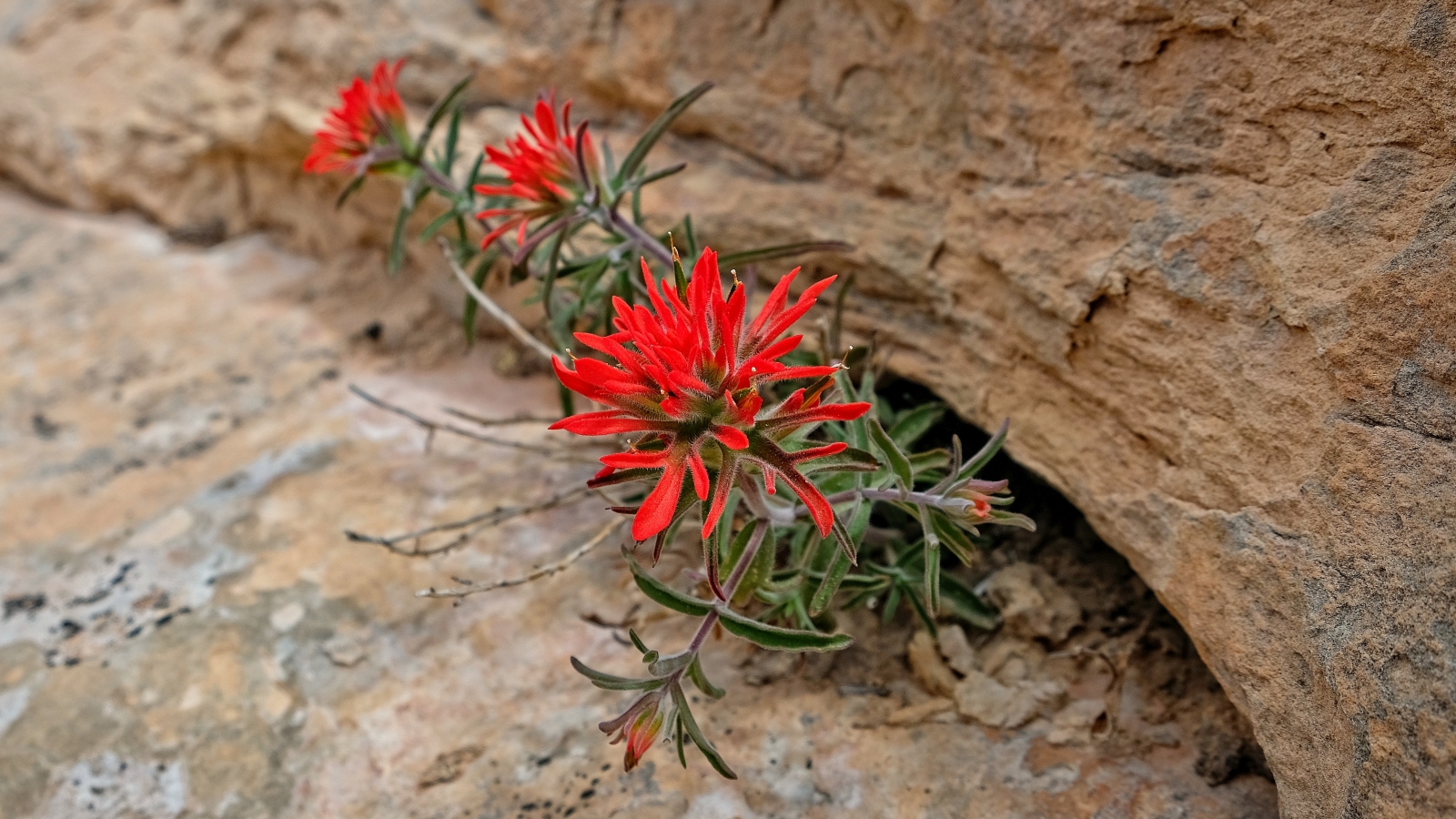 Desert Indian Paintbrush – Castilleja Chromosa