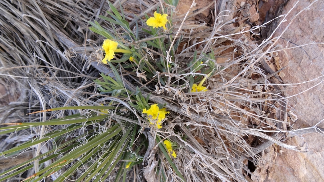 Showy Stoneseed – Lithospermum Incisum