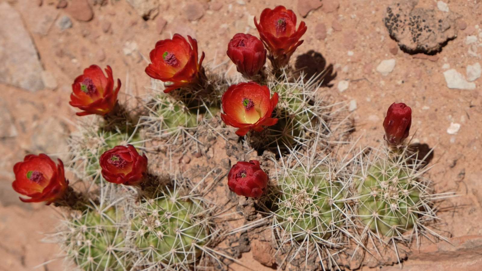 Claretcup Cactus – Echinocereus Triglochidiatus