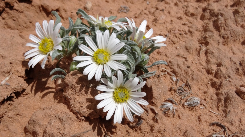 Stemless Townsend Daisy - Townsendia Exscapa