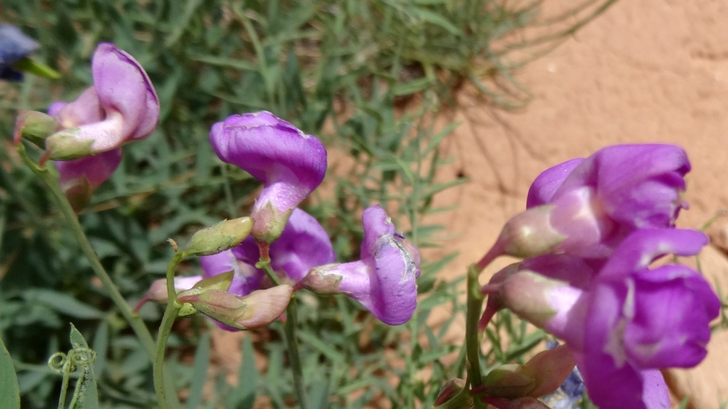 Everlasting Pea - Lathyrus Latifolius