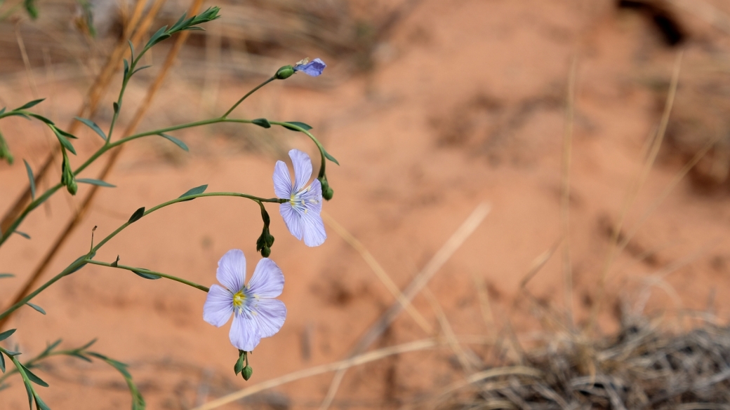 Wild Blue Flax - Linum lewisii