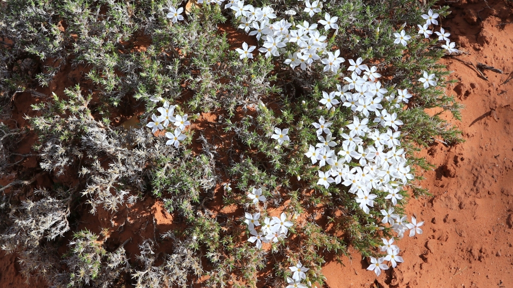 Mountain Phlox - Phlox Austromontana