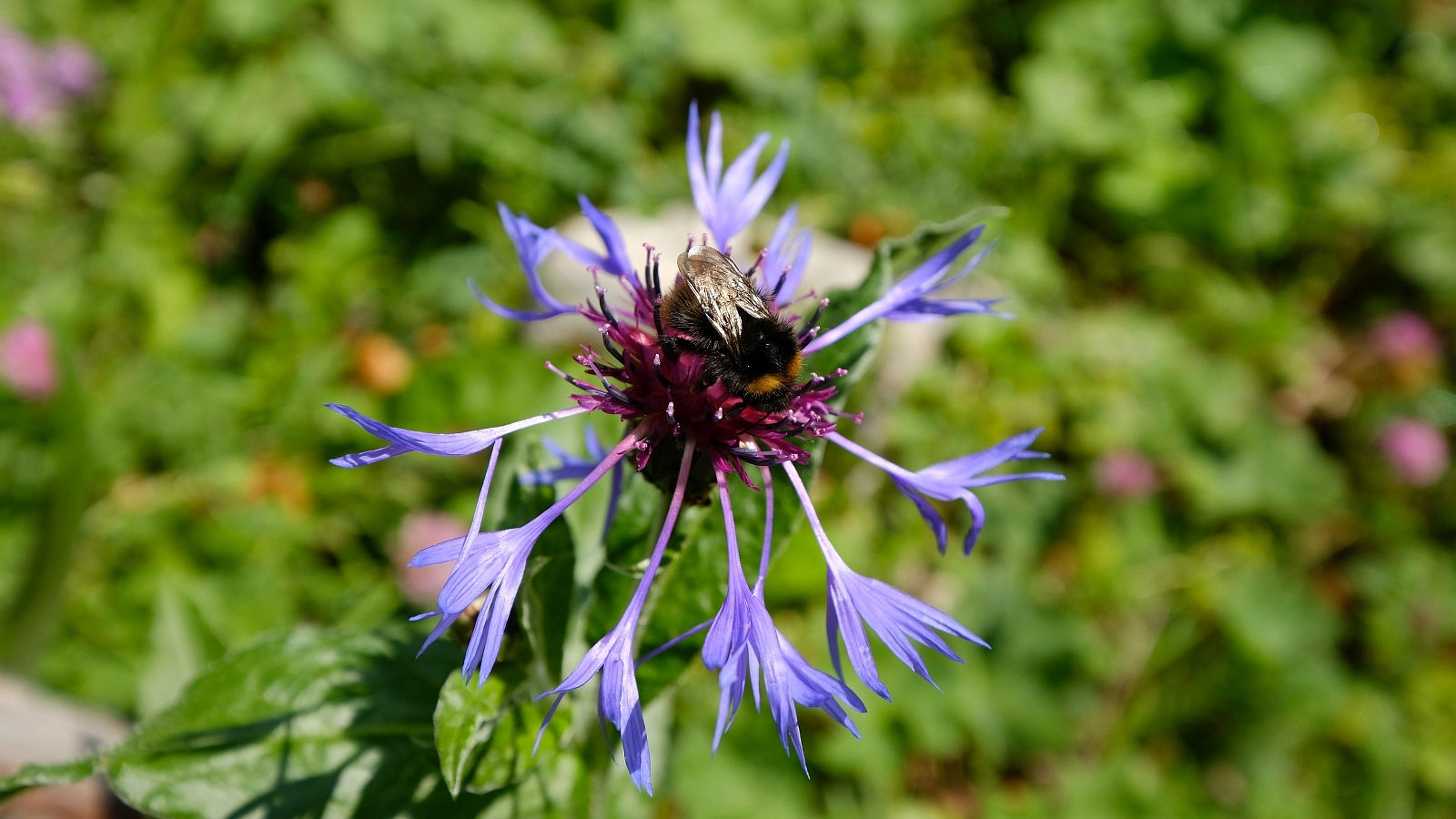 Centaurée des Montagnes – Centaurea Montana