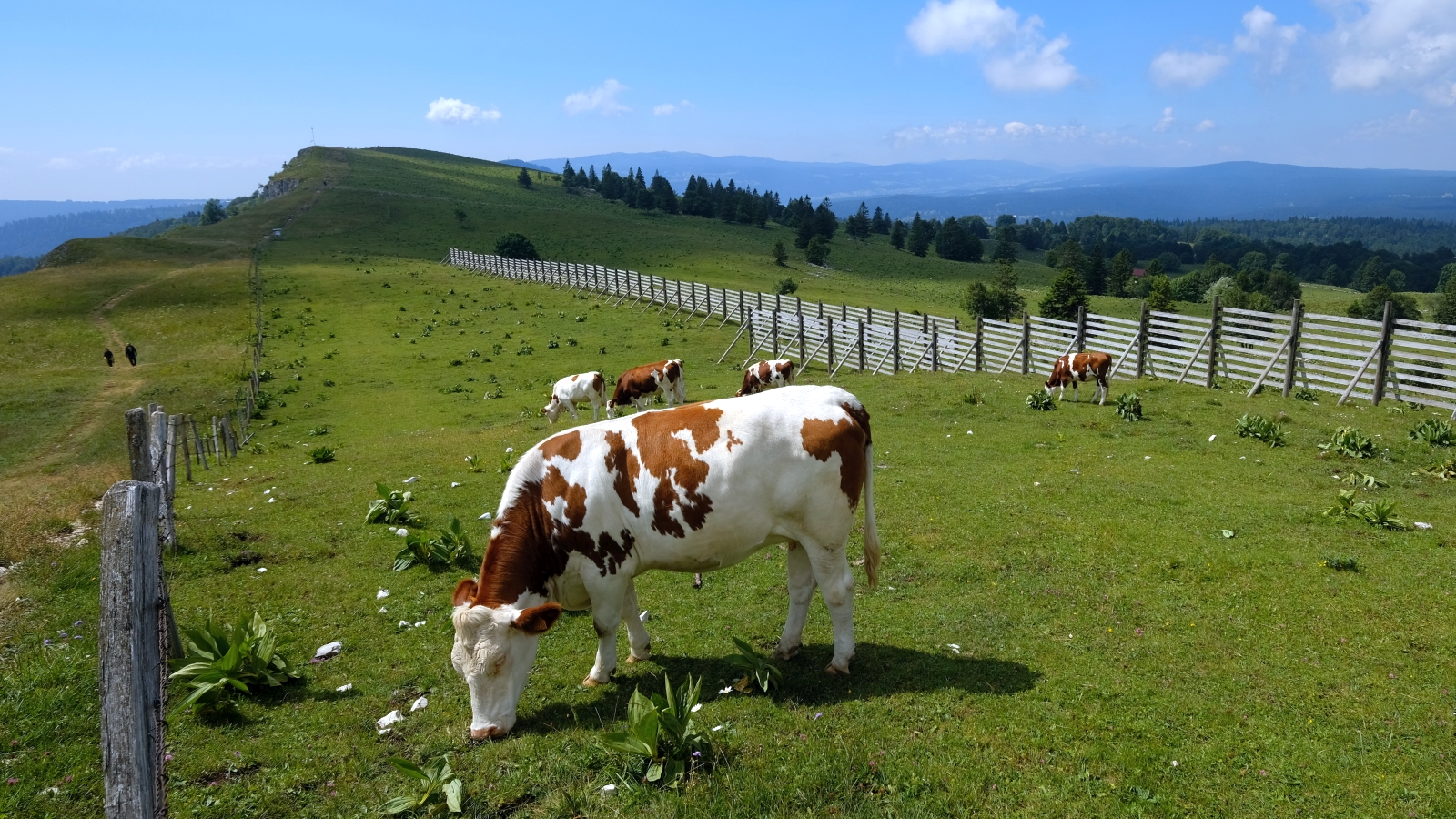Mont d’Or – Jura Français – France