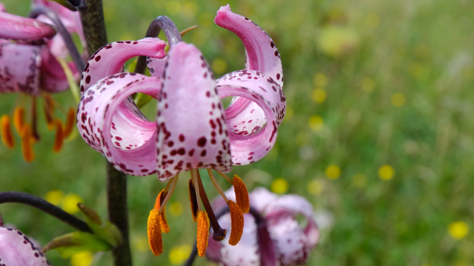 Lis Martagon – Lilium Martagon