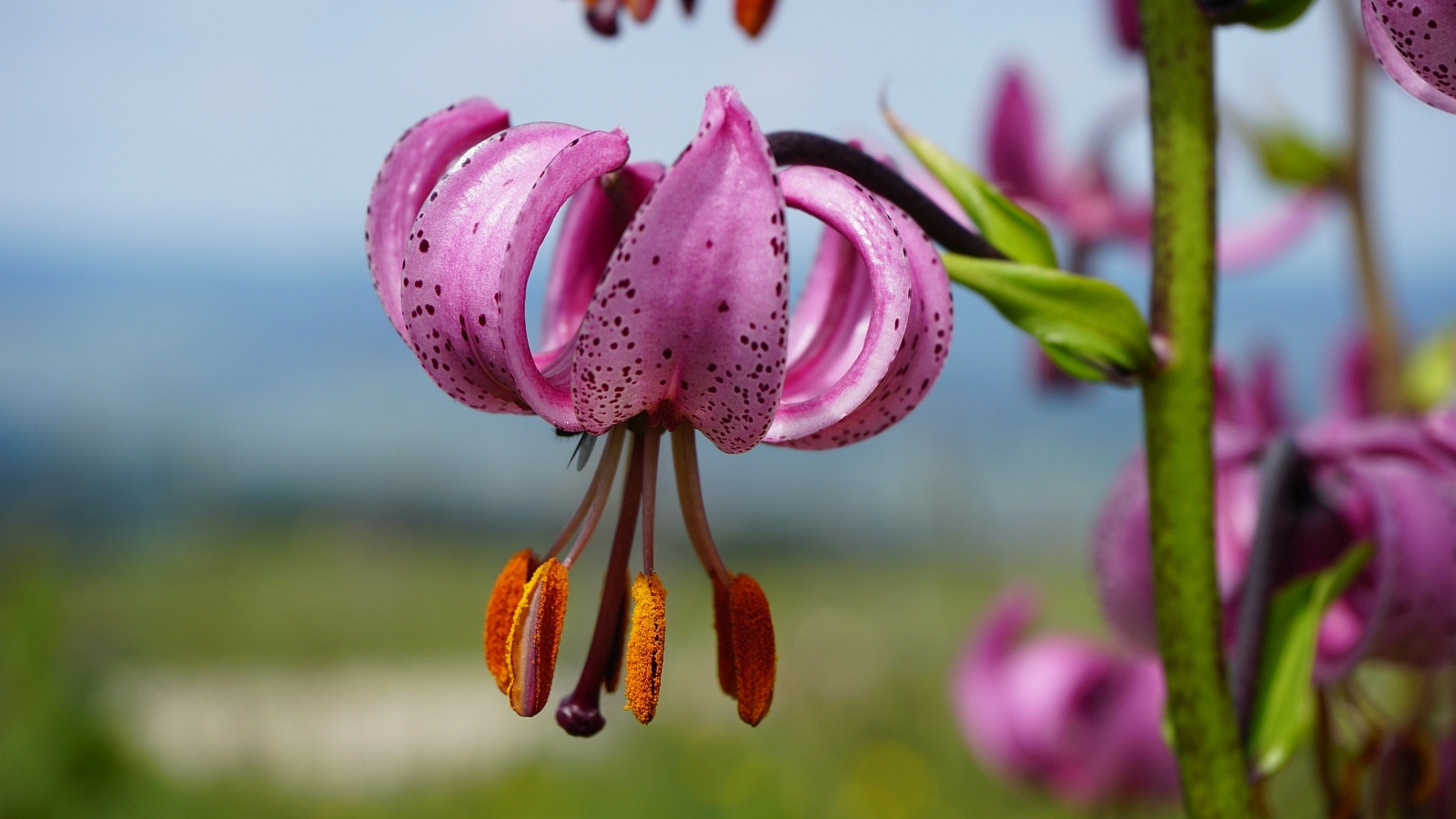 Lis Martagon – Lilium Martagon