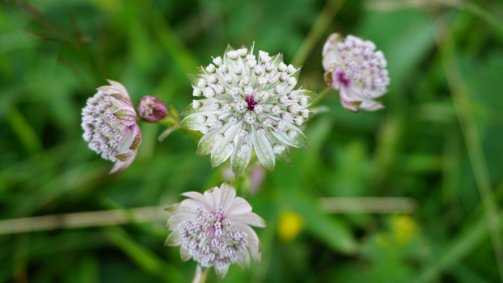 Grande Astrance – Astrantia Major