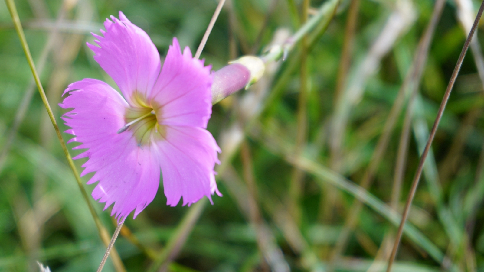 Oeillet Sauvage – Dianthus Caryophyllus