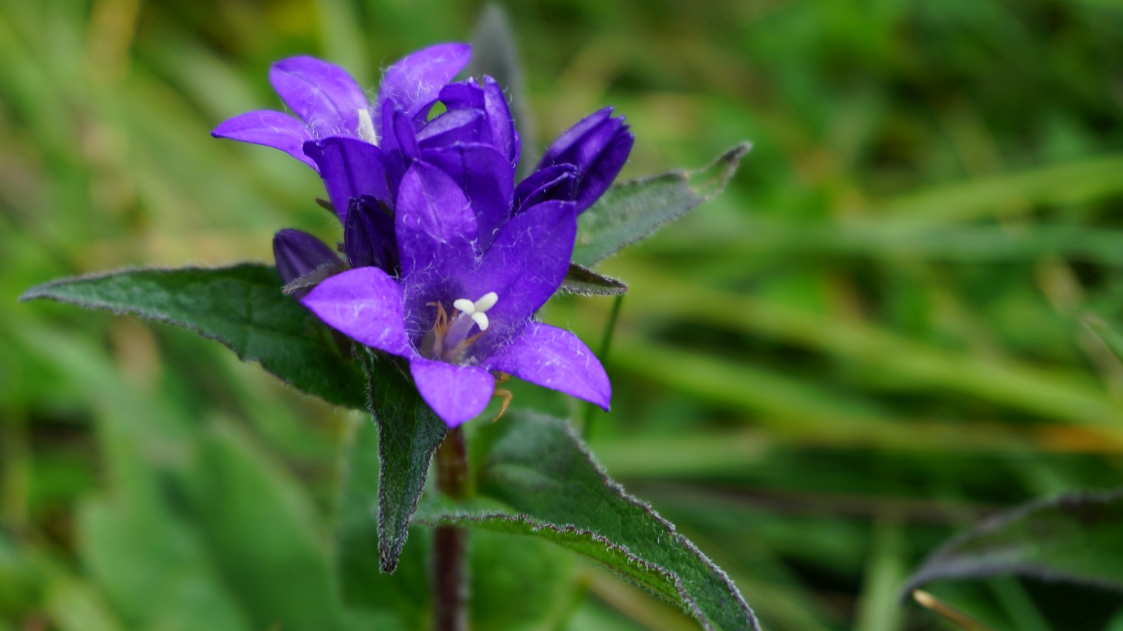 Campanule Agglomérée – Campanula Glomerata