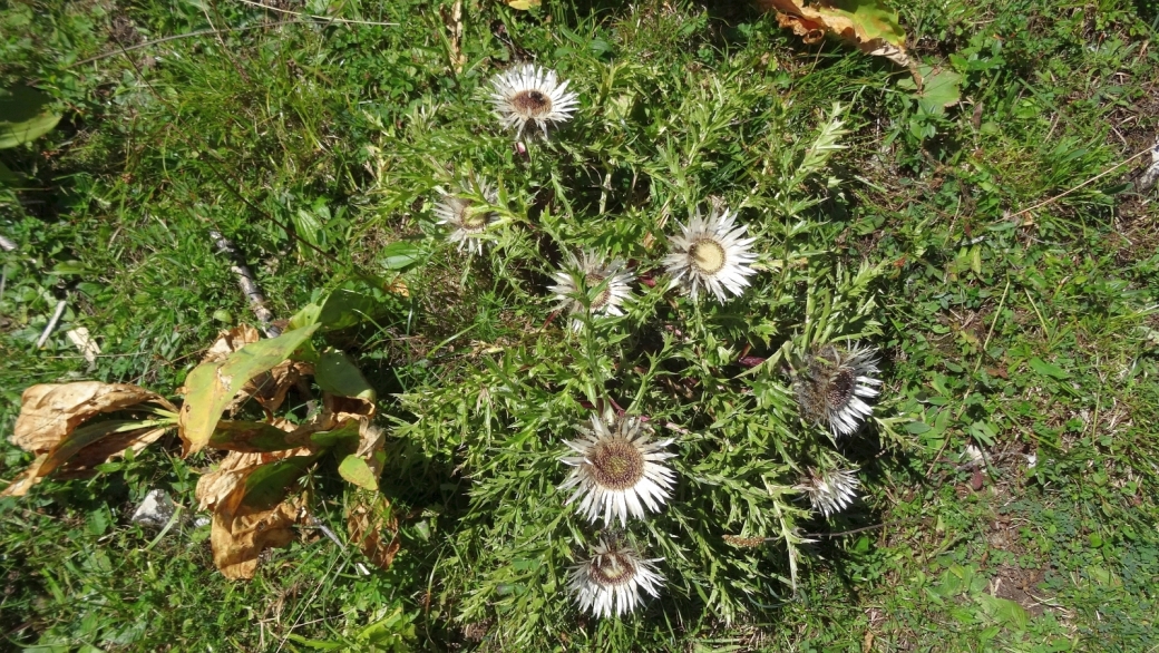 Carline Sans Tige - Carlina Acaulis