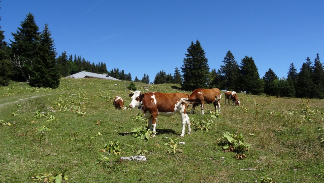 Quelques vaches envahies par les mouches, rencontrées vers le chalet de Potraux.