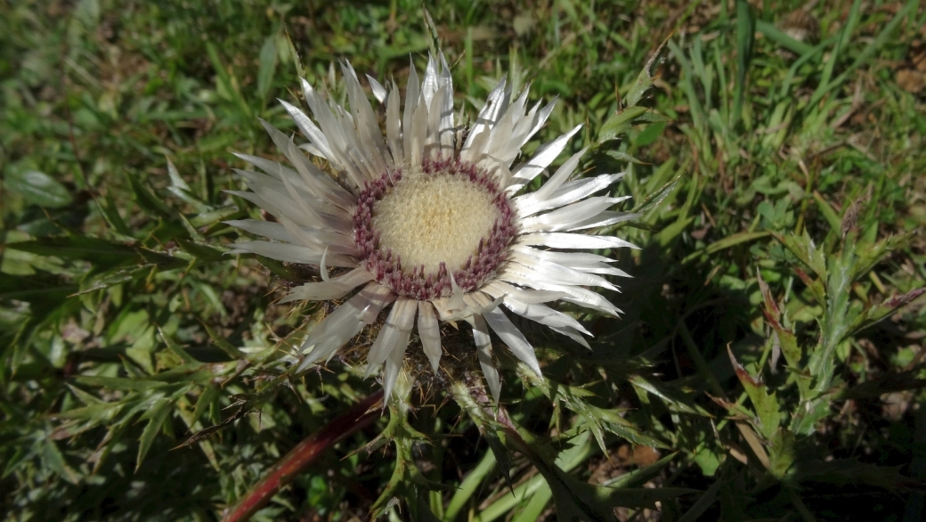 Carline Sans Tige - Carlina Acaulis