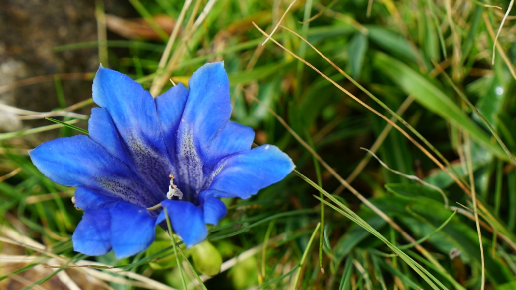 Gentiane Acaule - Gentiana Acaulis