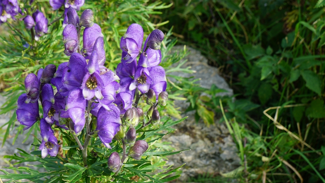 Aconit Casque de Jupiter (Aconit Napel) - Aconitum Napellus