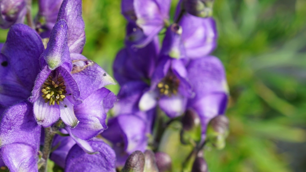 Aconit Casque de Jupiter (Aconit Napel) - Aconitum Napellus