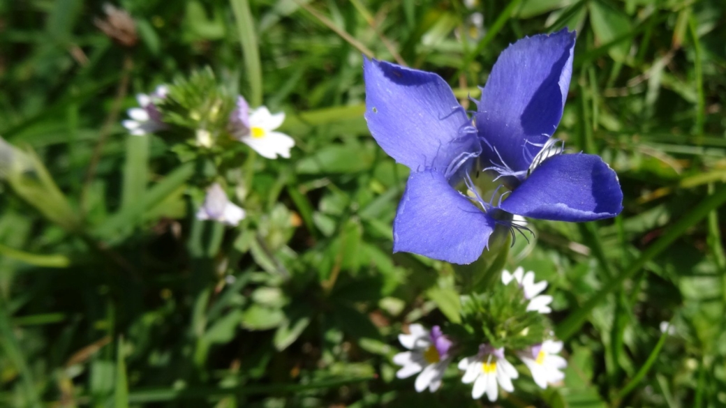 Gentiane Ciliée - Gentianopsis Ciliata