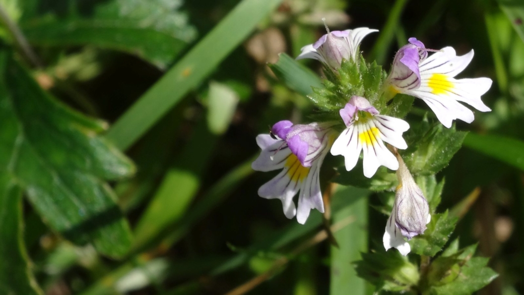 Euphraise Officinale - Euphrasia Officinale