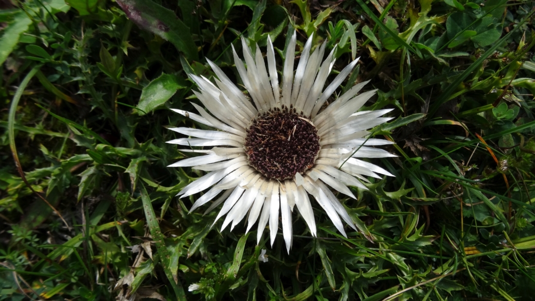 Carline Sans Tige - Carlina Acaulis