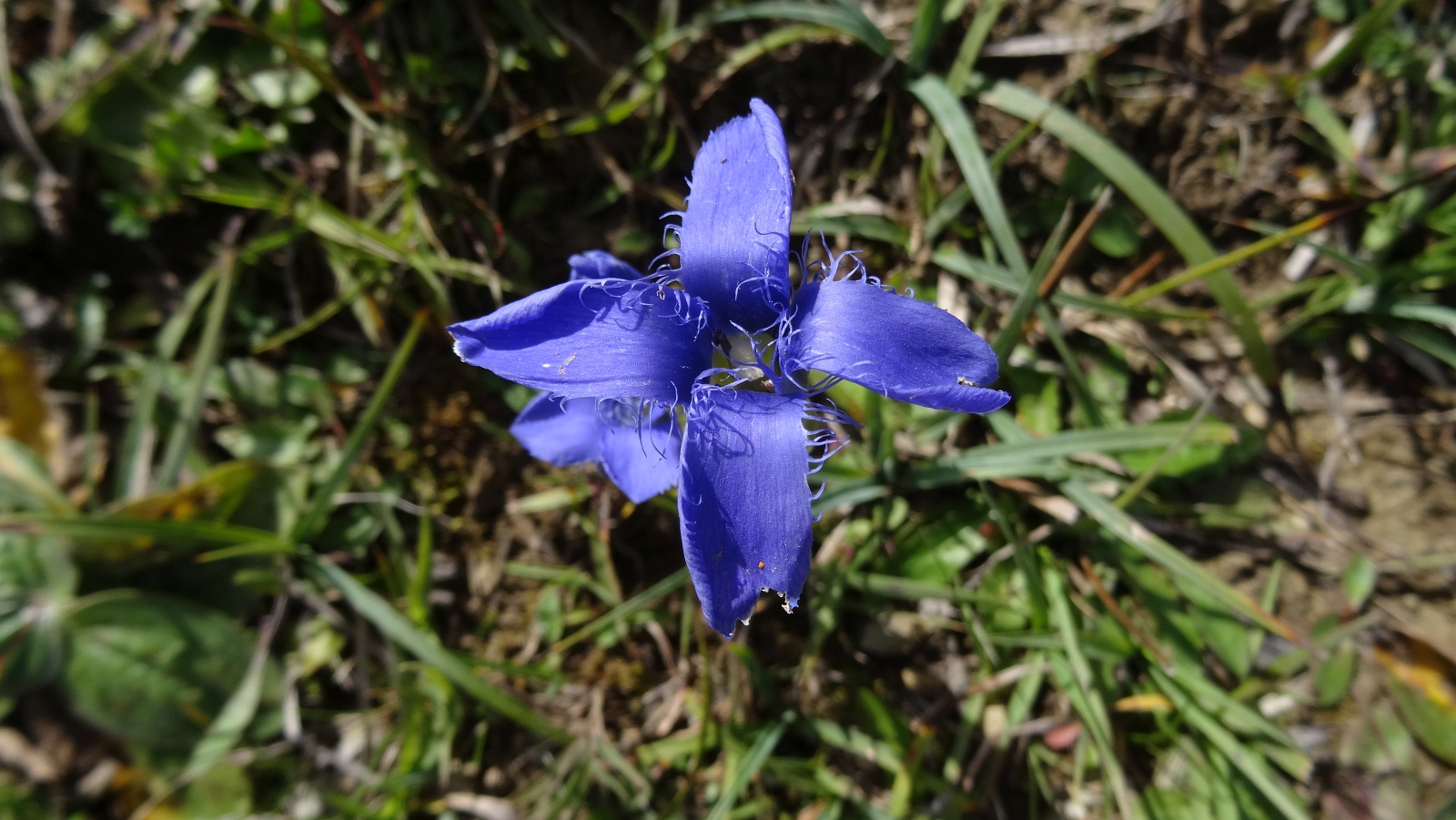 Gentiane Ciliée – Gentianopsis Ciliata