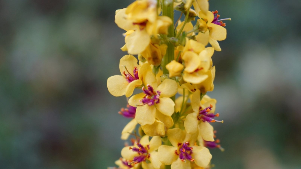 Molène Blattaire (Herbe aux mites) - Verbascum Blattaria