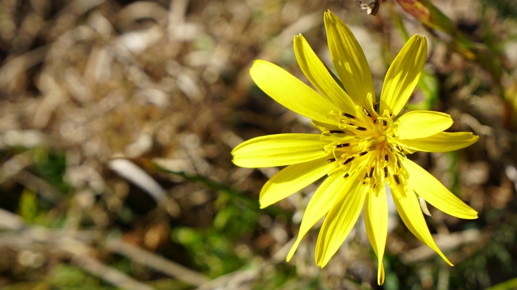 Salsifis des Prés - Tragopogon Pratensis