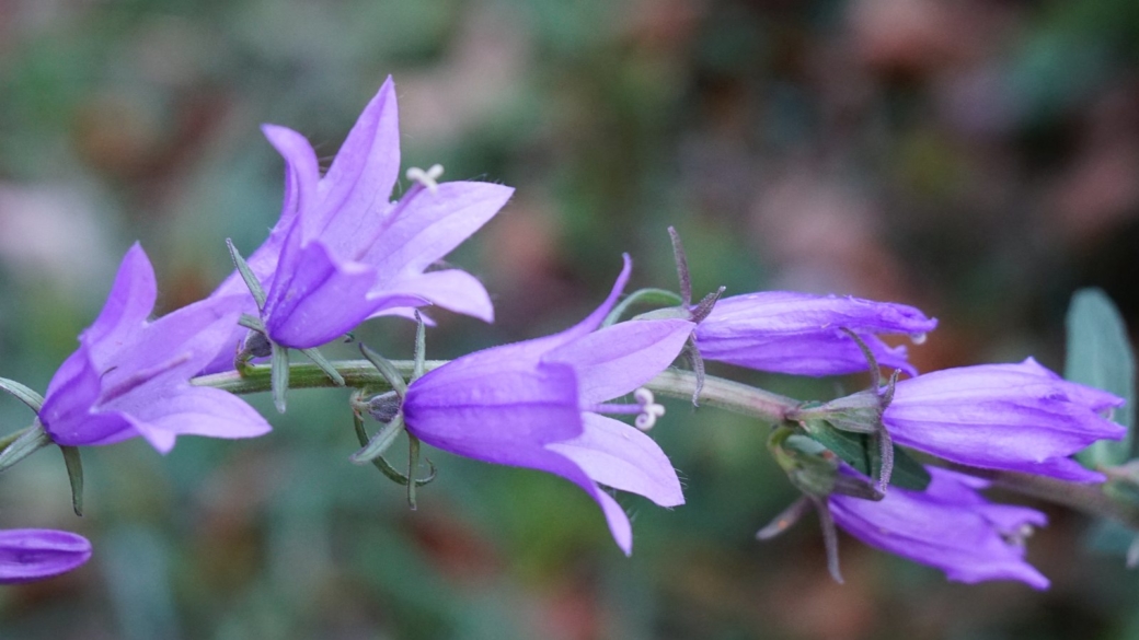 Campanule Fausse-Raiponce - Campanula Rapunculoides