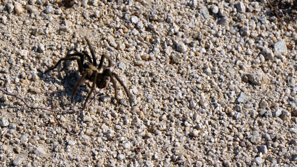 Aphonopelma Mojave, une énorme mygale, qu'on appelle aussi à tort une tarantule aux États-Unis.