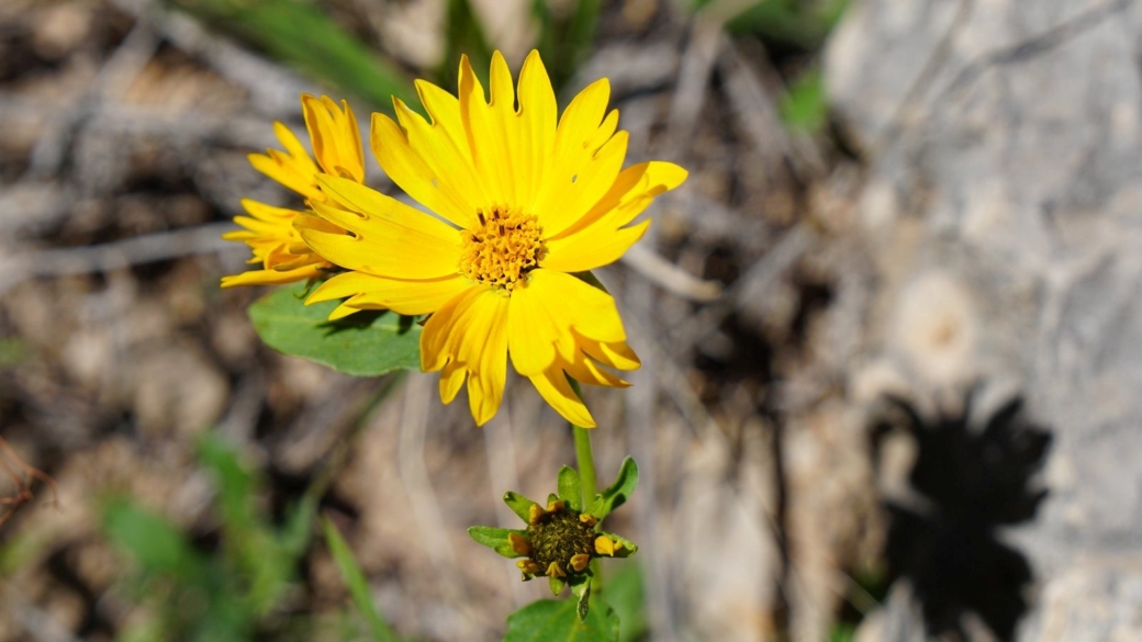 Bay Biscayne Creeping-Oxeye - Sphagneticola Trilobata