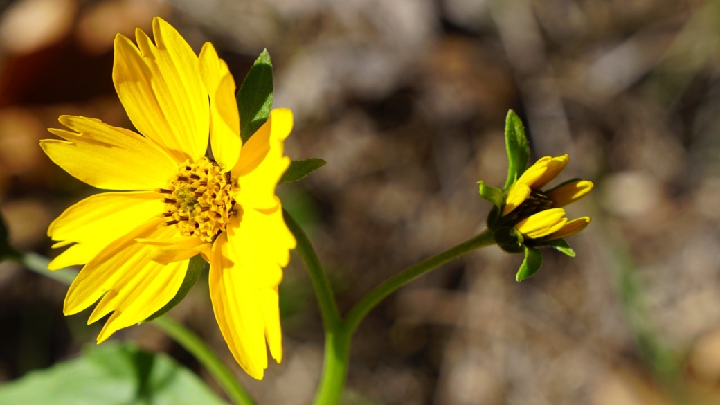 Bay Biscayne Creeping-Oxeye - Sphagneticola Trilobata