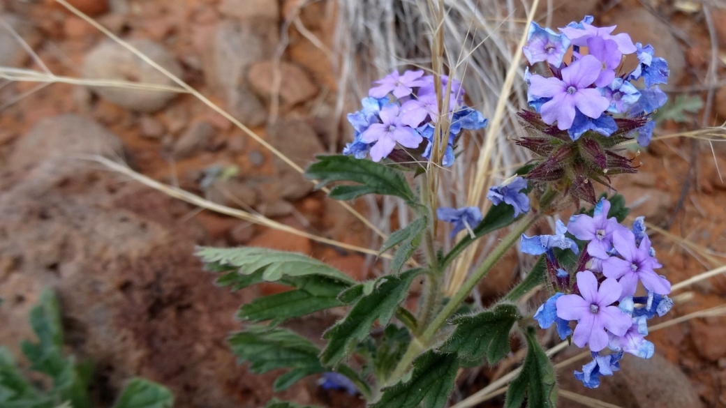 Southwestern Mock Vervain - Glandularia Gooddingii