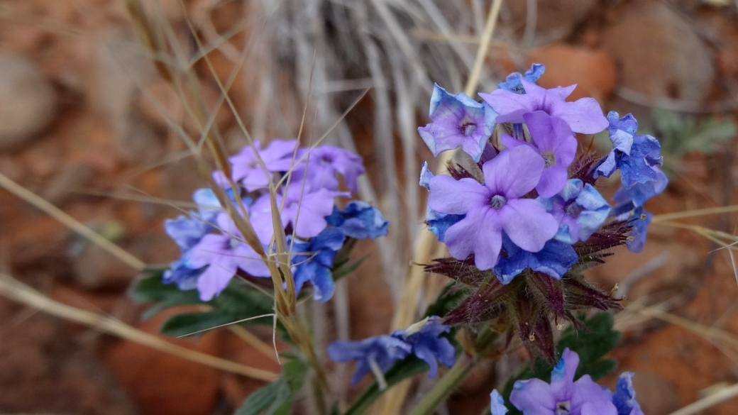 Southwestern Mock Vervain - Glandularia Gooddingii