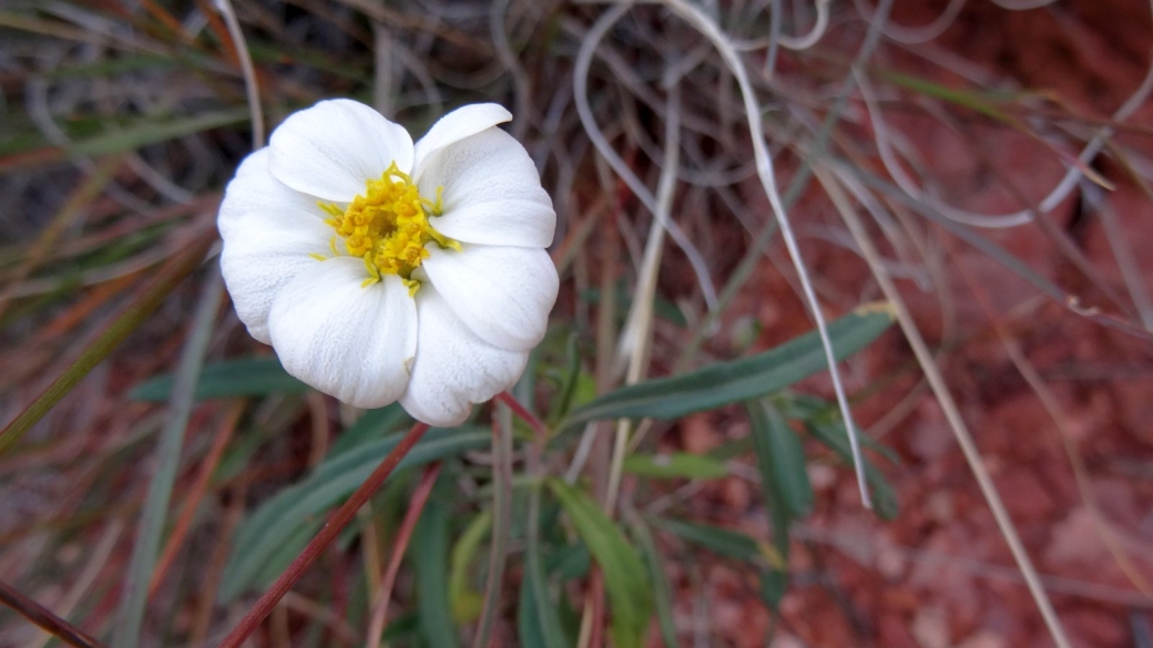 White Woolly Daisy - Eriophyllum Lanosum